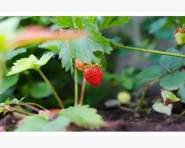 阿里巴巴B2B模式如何重塑企业采购_用定制流程的专业度赢得B2B大客户信任
